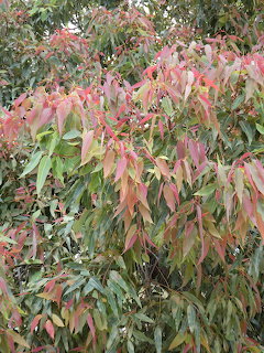Gum tree with colorful pink, red, and green droping leaves in dense foliage