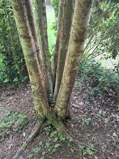 Multi-Trunk Tree Base