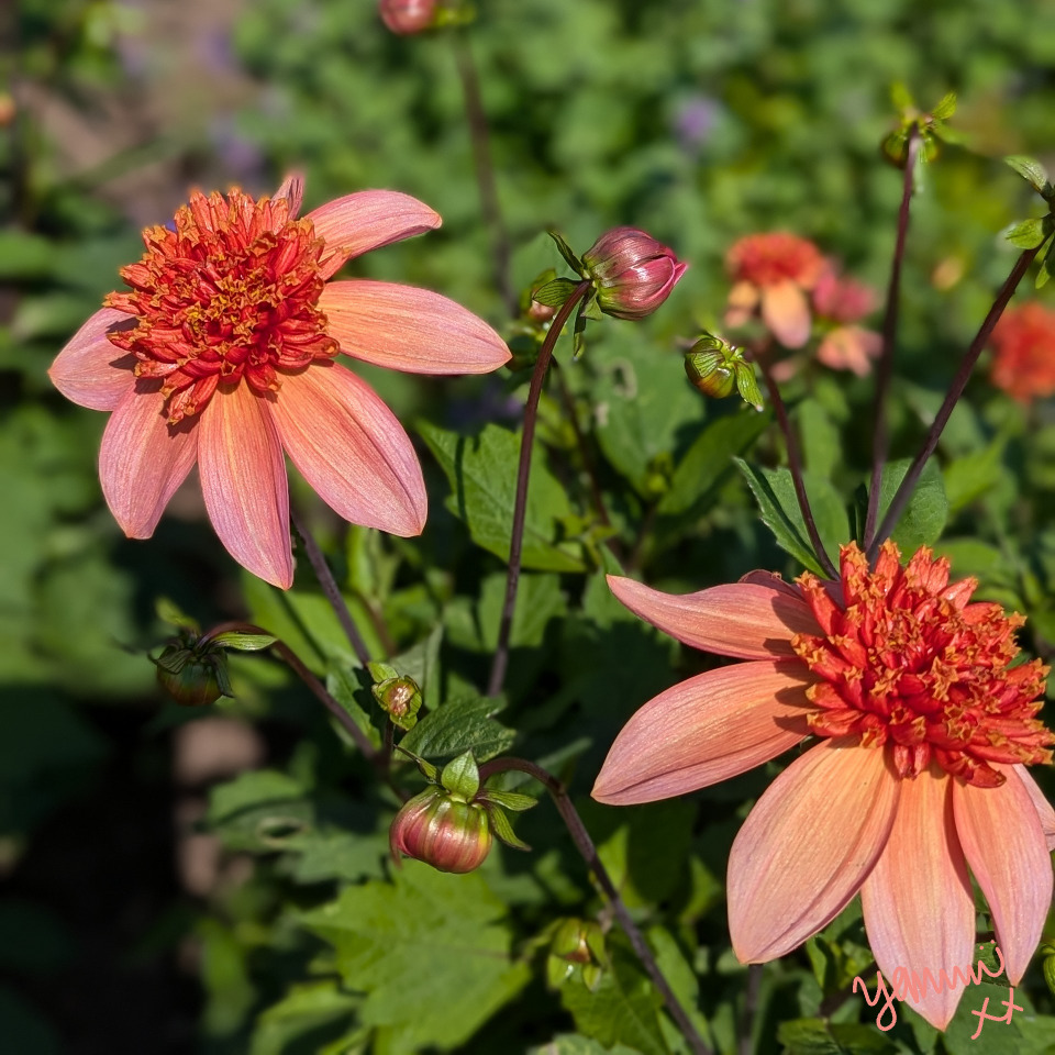 Pink dahlia flowers with green leaves in a sunlit garden
