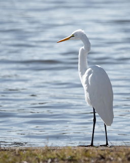 White great egret standing on sandy shore with blue ripling water in the background