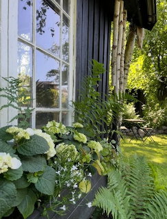 White hydrangeas and ferns beside a window on a dark wooden house in a sunny garden