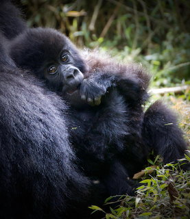Baby Gorilla With Mother