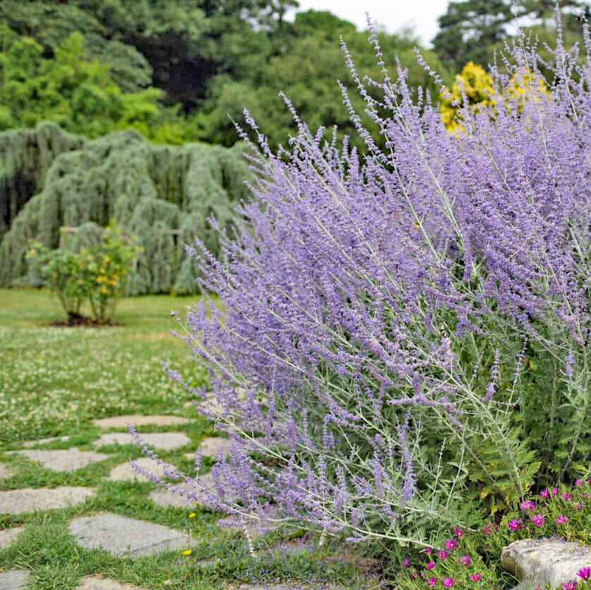 Purple sage bush blooming beside a stone path in a green garden