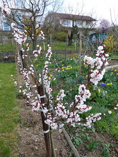 Young fruit tree with white and pink blossoms in a garden with yellow flowers