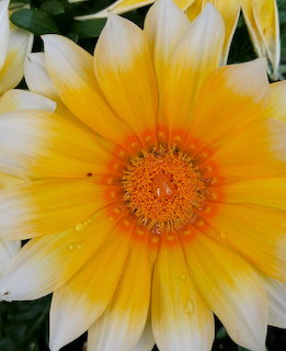 Close-up of a yellow and white gazania flower with an orange center and water droplets on petals
