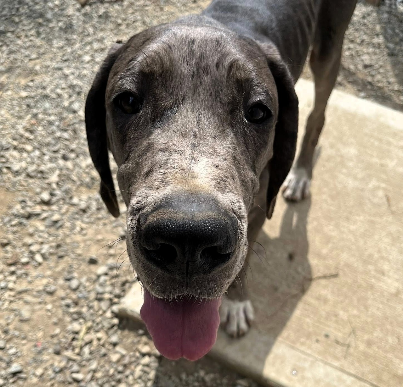 Close-up of a gray dog with its tongue out standing on gravel in sunlight
