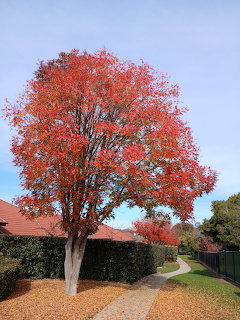 Autumn Tree Canberra