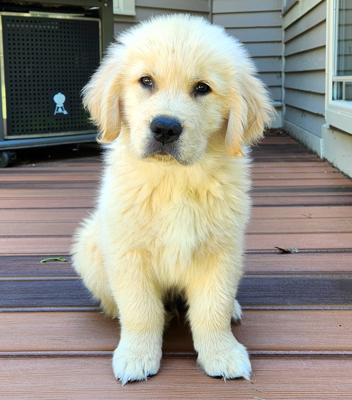 Golden retriever puppy sitting on wooden deck with fluffy cream fur and sweet expression