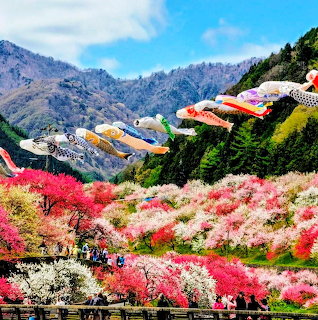 Colorful spring garden with pink blossoms and koi streamers against mountains in Nagano, Japan