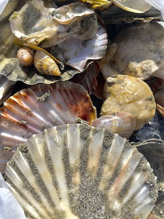 Seashells on Sand