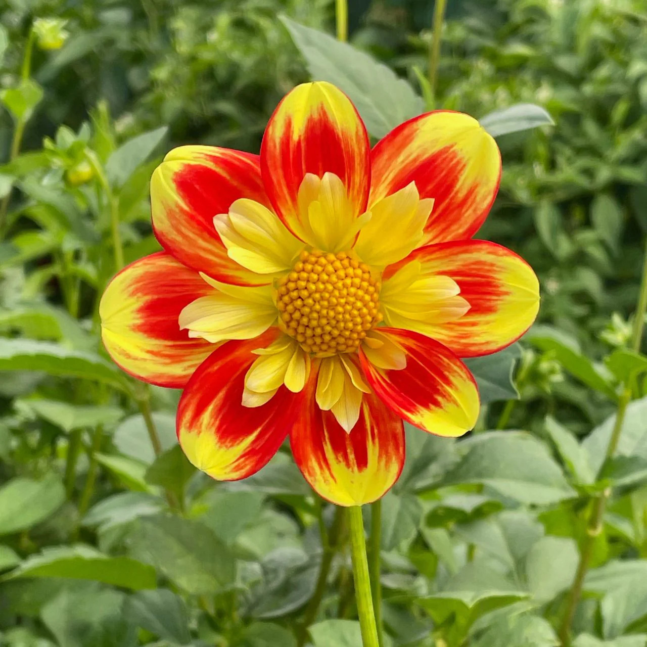 Red and yellow dahlia flower with green leaves in background