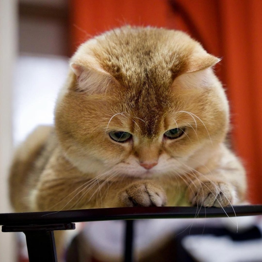 Golden British Shorthair Cat