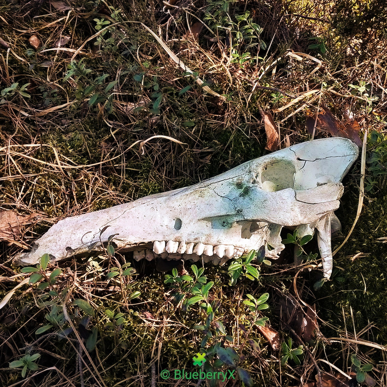 Bleached animal skull lying on forest ground covered with twigs and moss