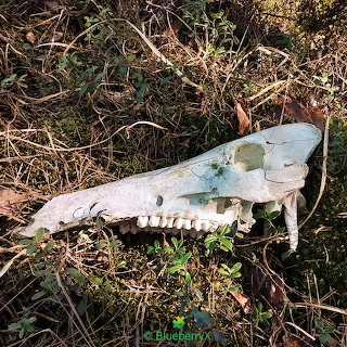 Animal Skull in Forest