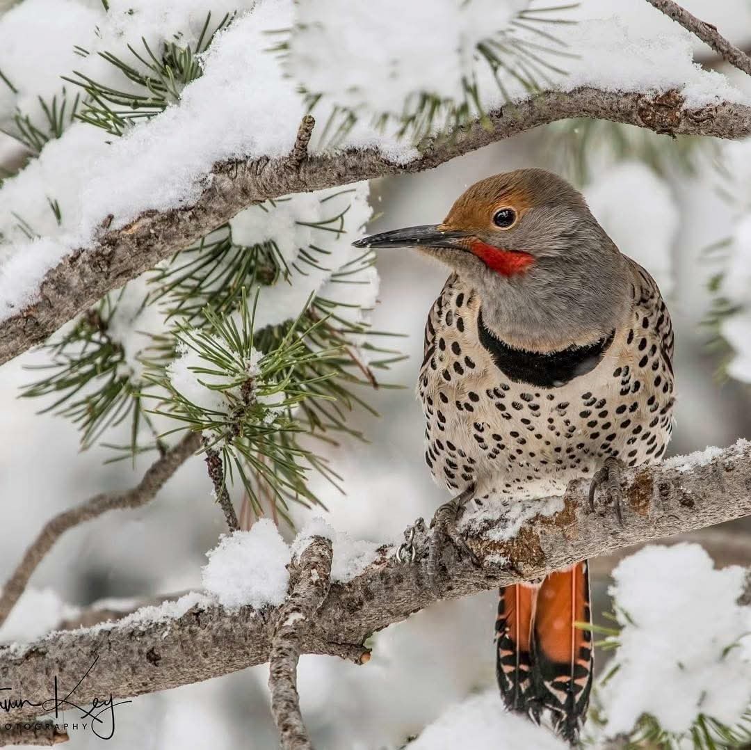 Northern Flicker bird perched on snowy pine branch with spotted plumage and red face markings