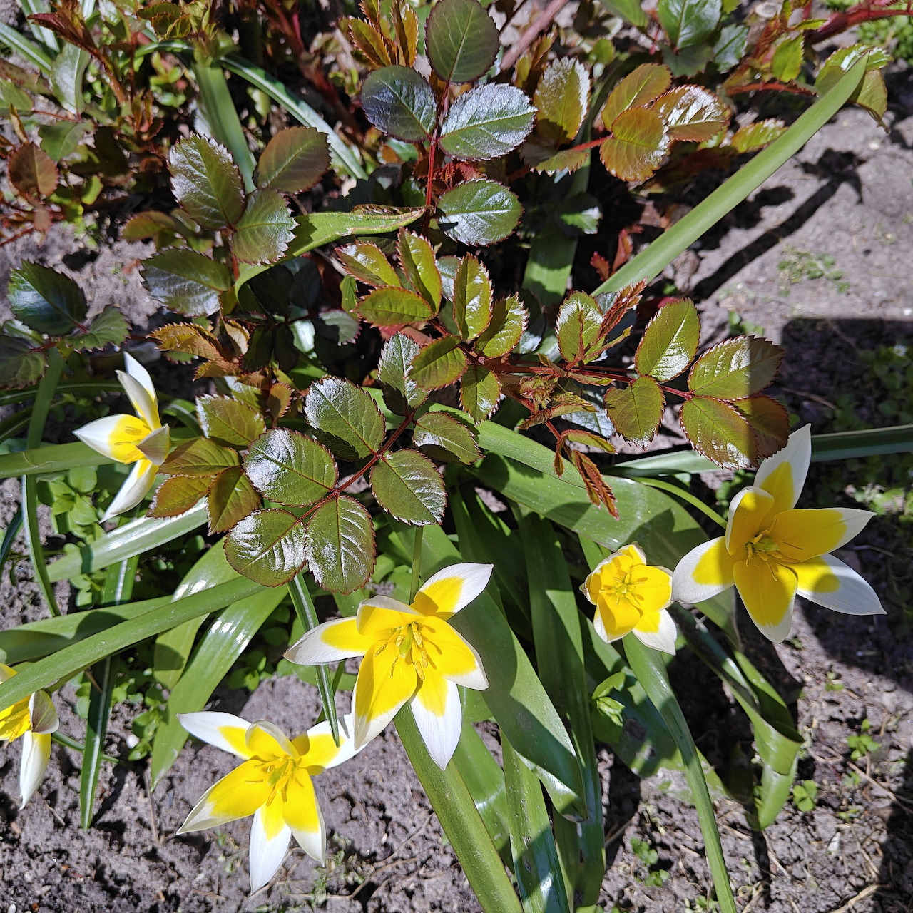 Yellow daffodils with green hellebore plants in garden