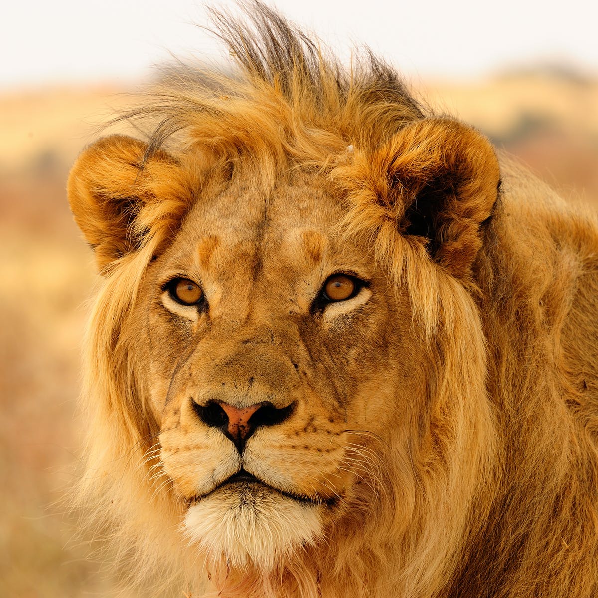 Close-up of a male lion with a golden mane against a blurred savanna background