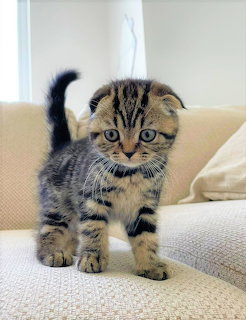 Scottish Fold Kitten on Couch