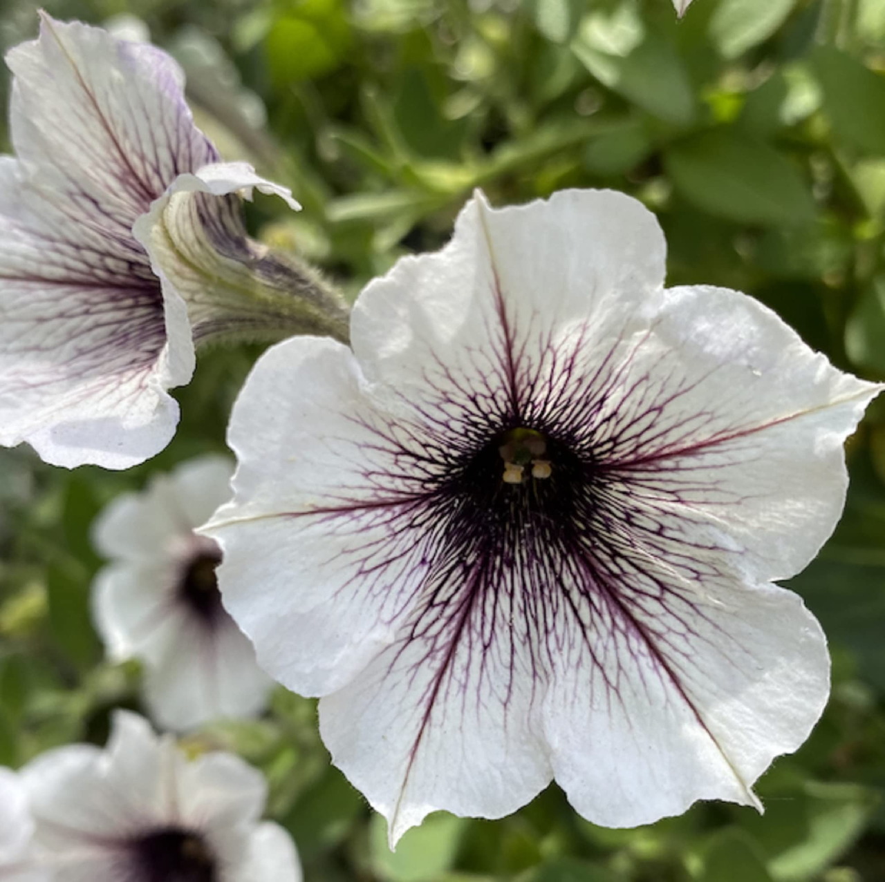 White Petunia Dark Veins