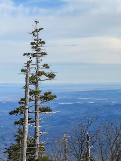 Trees on Mountain Edge
