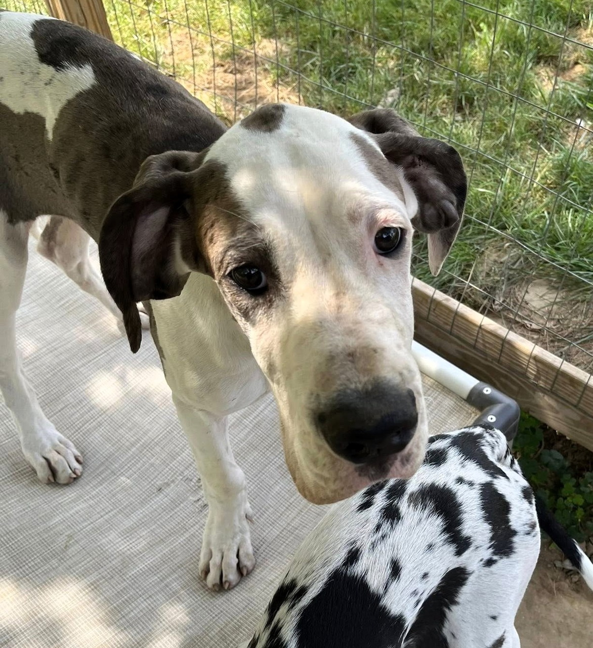 Angus Great Dane Dog