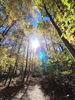 Forest path with tall trees showing autumn leaves and bright sunlight streaming through the canopy