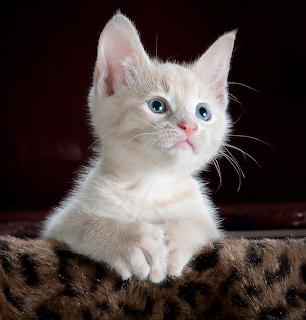 White kitten with blue eyes resting on a leopard-print blanket