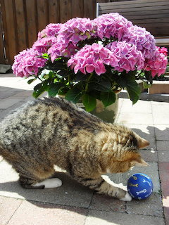 Cat Playing with Ball