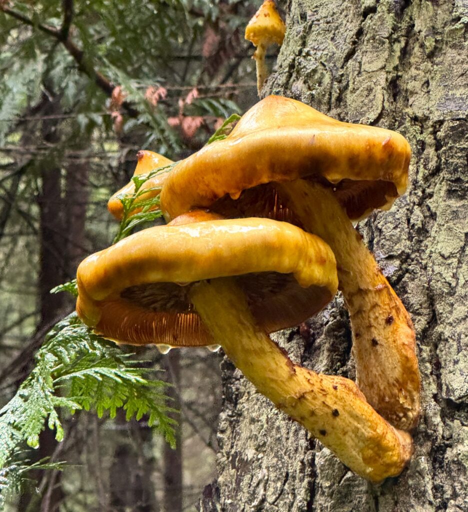 Bright golden-orange mushrooms growing on rough tree bark with green ferns in forest background
