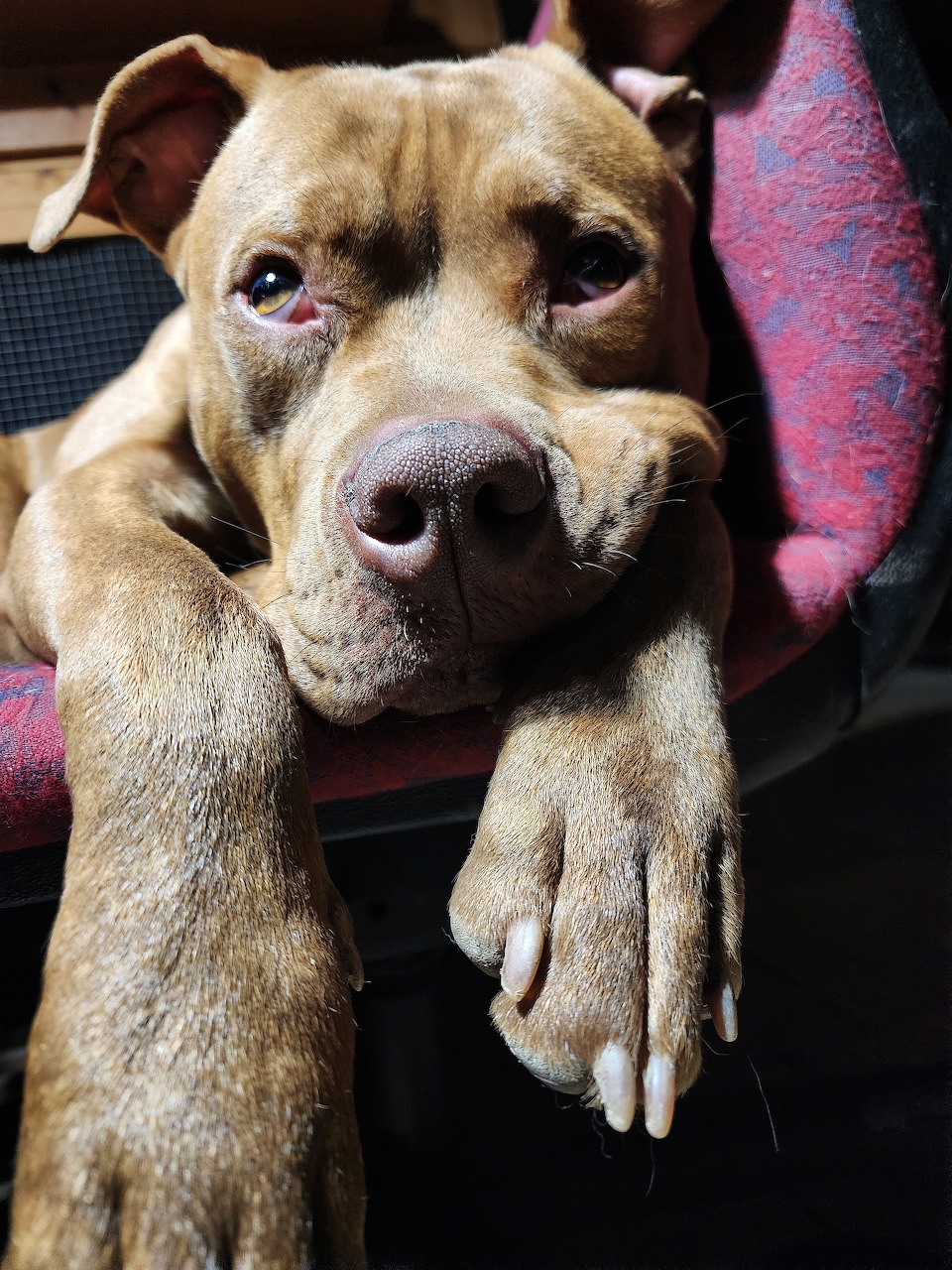 Chance the Brown Dog