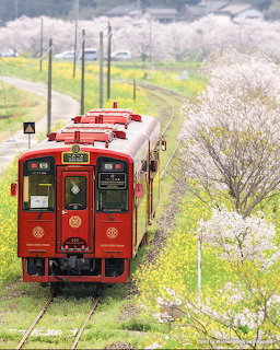 Red Japanese train passing through countryside with cherry blossoms and yellow flowers