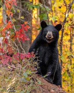Black bear standing upright surrounded by colorful autumn leaves in a forest