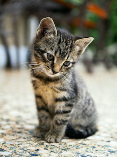 Taby Kitten Sitting