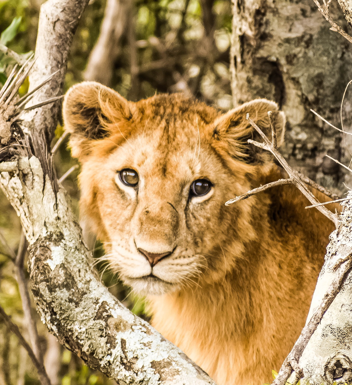 Young lion framed by tree branches in a close-up wildlife portrait