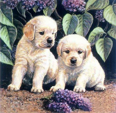 Eighteen golden retriever puppies arranged in a collage