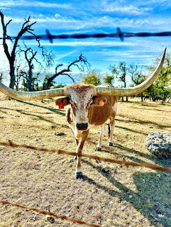 Texas longhorn cow with large curved horns standing in a dry pasture behind barbed wire fence