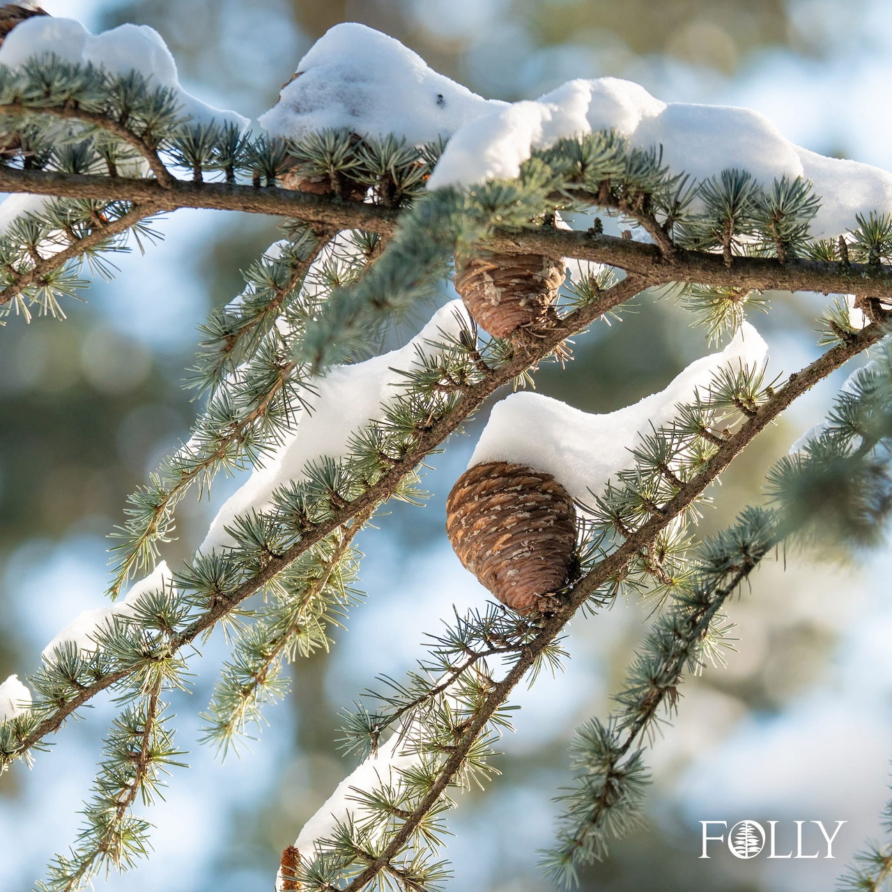 Snowy Pine Branch Pinecone