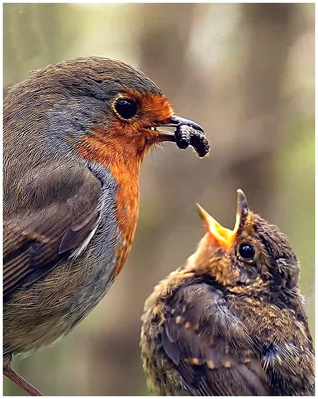Robin Feeding Baby