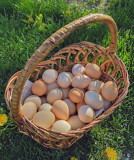 Wicker basket full of fresh farm eggs in brown and white shades on green grass with dandelions