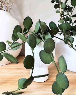 Silver Dollar Vine Plant