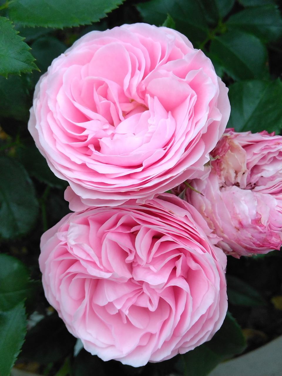 Three pink roses with many layered petals on green stems