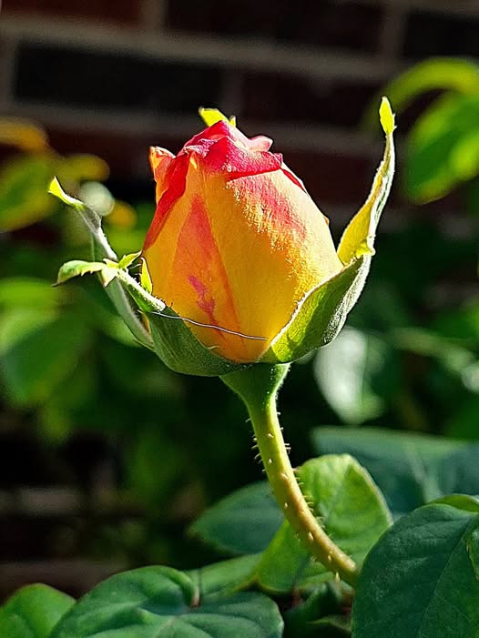 Red Rose Bloom