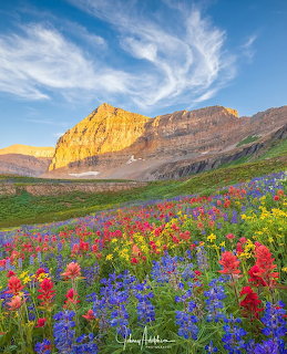 Colorful wildflower field with mountains and blue sky
