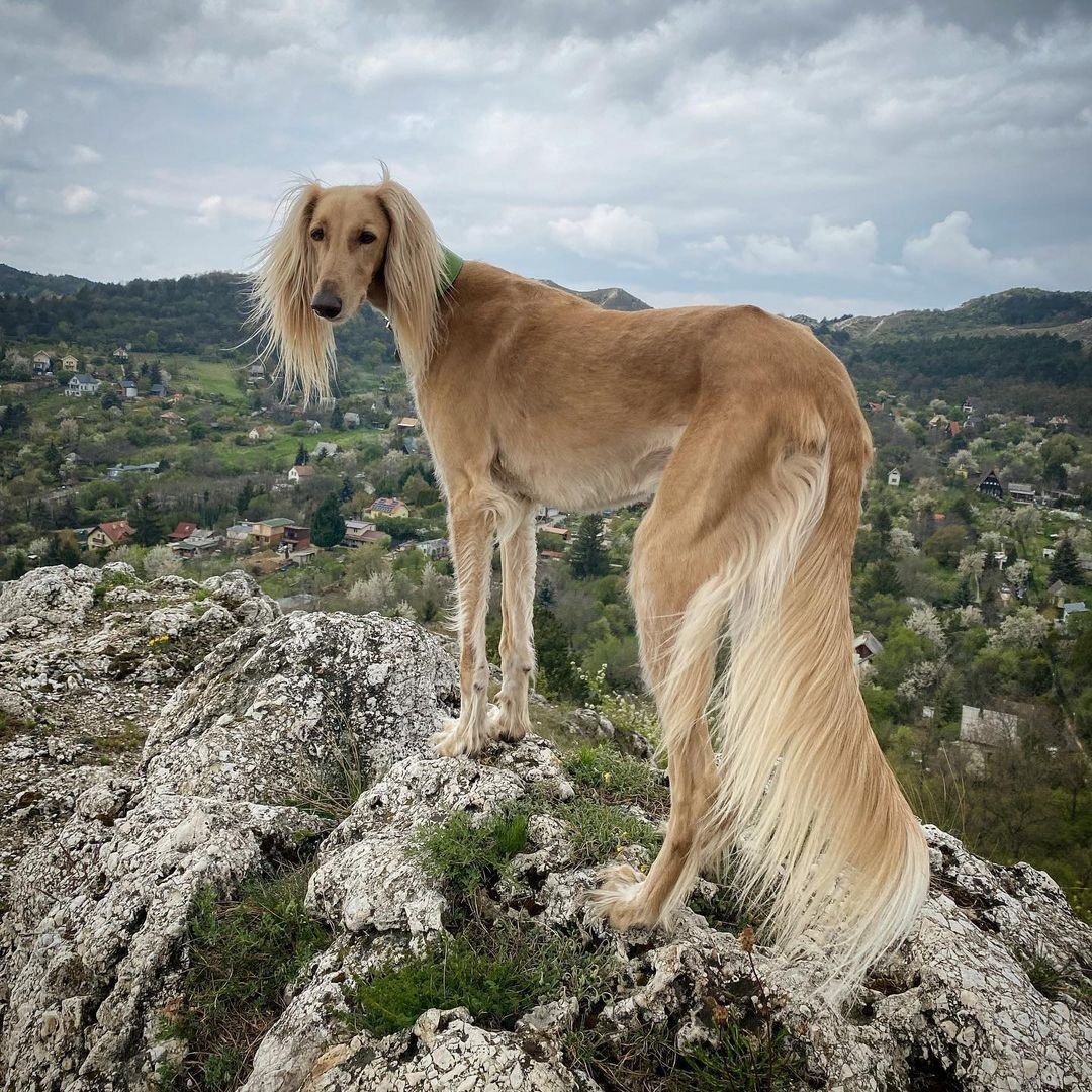 Golden Saluki dog with long feathered coat standing on rocky mountain cliff with valley and hills in background