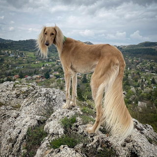 Saluki Dog on Mountain
