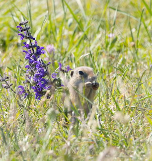 Small marmot standing upright in grass beside purple flower spike