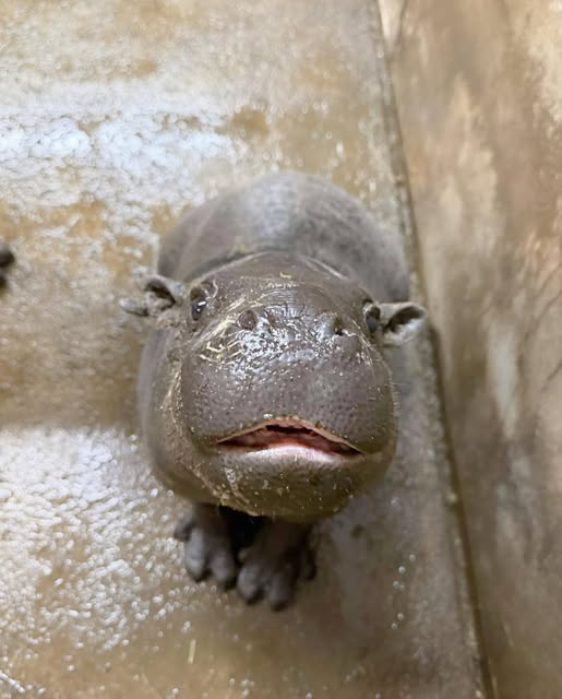 Close-up of a mudskipper fish with bulging eyes on sandy ground