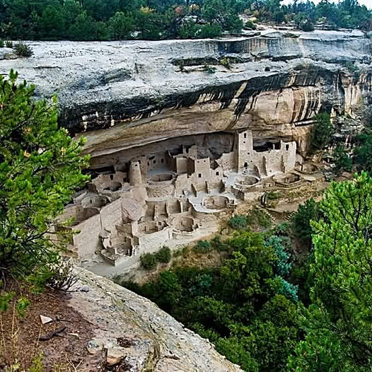 Mesa Verde cliff dwellings nestled in sandstone alcove with green forest