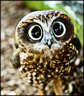 Big Eyed Owl