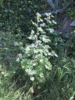 Malva nicaeensis plant with pink flowers and green leaves growing beside an ivy-covered tree trunk